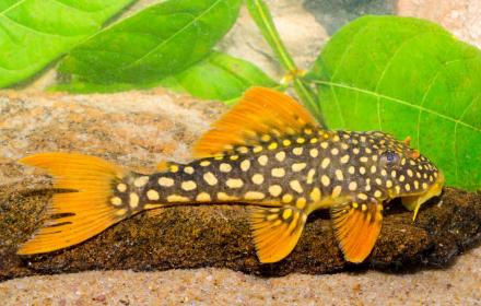 Vortrag über Exkursion in Kolumbien