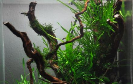 Aquascaping Experte Oleg Foth in Einbeck