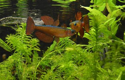 Pseudomugil paskai red Neon