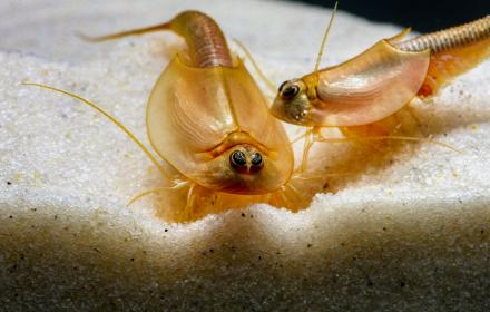 12.09.2019 - Haltung und Zucht von Urzeitkrebsen im Aquarium