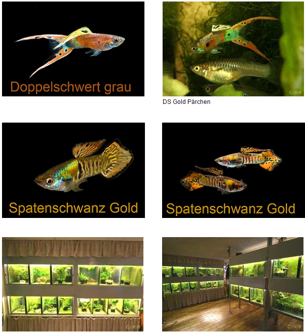 Guppy_Zucht