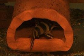 Peckoltia spec. L134