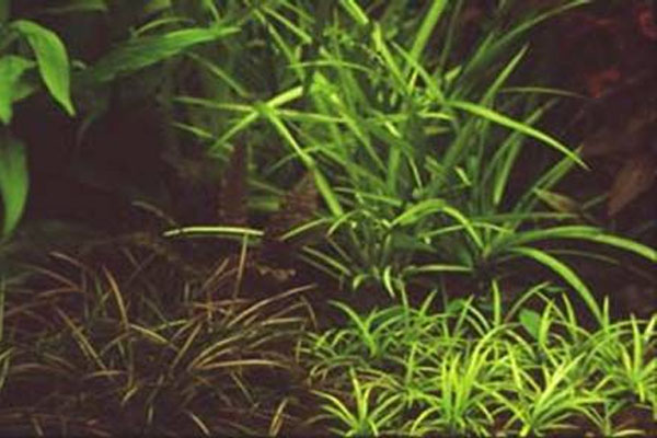 Ketten-Schwertpflanze