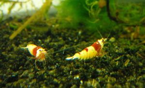 CRS_loc_3_international