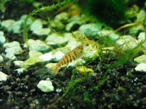 Caridina cf. babaulti Stripes