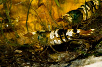 Caridina cf cantonensis