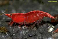 Neocaridina heteropoda