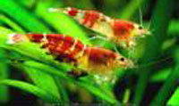 Caridina cf cantonensis