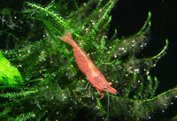 Neocaridina heteropoda