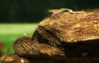 Nachwuchs von Neocaridina