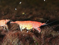 Neocaridina heteropoda