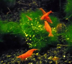 sakura_campioni_2009