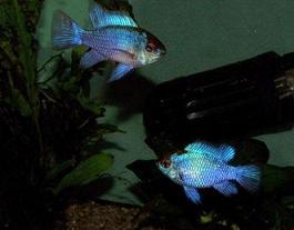 Microgeophagus ramirezi