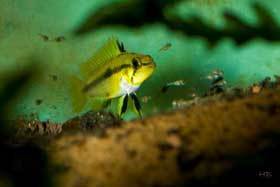 Apistogramma trifasciata