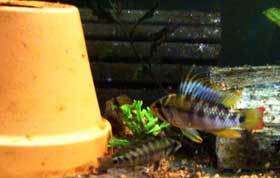 Apistogramma sp. Inka