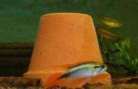Apistogramma-agassizii doppelrot