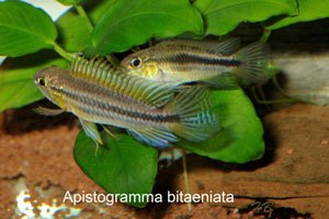 Apistogramma bitaeniata