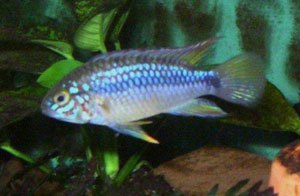 Apistogramma Pebas