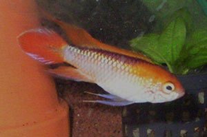 Apistogramma agassizi fire red