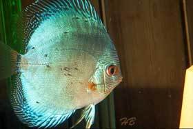 Diskus-Snake Skin Blue (mit Jungtieren 1 Woche alt)