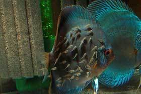 Diskus-Snake Skin Blue mit Jungtieren