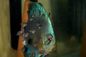 Die Jungfische sind nun schon 2 Wochen alt